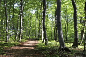 Bilde av Fokserødskogen - Fokserød naturreservat